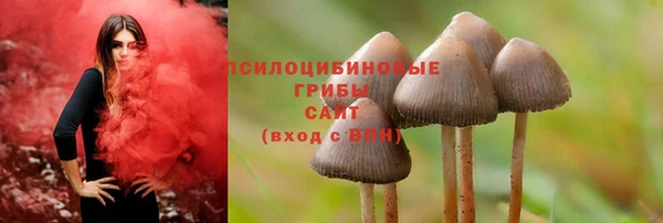 apvp Алзамай